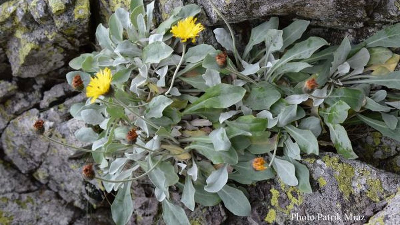 O plantă de peste 60.000 de ani, descoperită de cercetătorii Universității Babeș Bolyai în Carpaţii Orientali / ”Trăiește în acelaşi loc, în ciuda schimbărilor climatice majore din ultimele milenii”