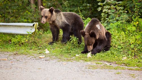 Diana Buzoianu: Trebuie să aducem normalitatea în dezbaterea de a rezolva problema urşilor / Subiectul a fost împins dintr-o extremă în alta