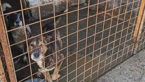 Dosar penal pentru uciderea animalelor cu intenție, fără drept, după ce 60 de câini au fost eutanasiați în 12 august la adăpostul public din Târgu Jiu