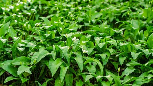 Mai mulţi hoţi de leurdă au fost reţinuţi în estul Germaniei după ce au furat 100 de kilograme de bulbi