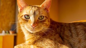 Pisicile portocalii au o latură ascunsă ce le diferențiază de restul felinelor: sunt cele mai năzdrăvane, susțin experții. Cum au ajuns la această concluzie