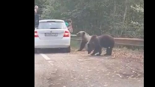 VIDEO Turiști pe Transfăgărășan scapă la limită de atacul unui urs în timp ce scot capul pe geamul mașinii ca să-l fotografieze