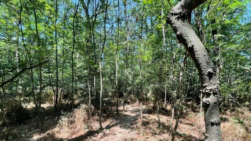 Cruci care pomenesc victimele ciumei din vremea domnitorului Caragea, găsite într-o pădure din Buzău, ar putea fi incluse într-un traseu turistic