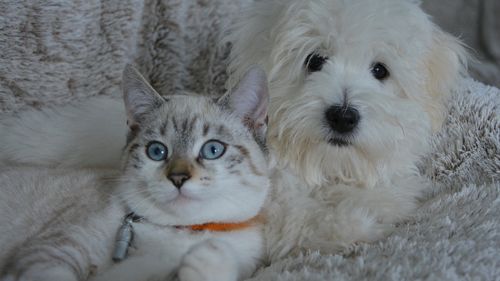 Pas major în medicina veterinară. Oamenii de știință au creat cea mai mare bază de date din lume cu tumori la câini și pisici