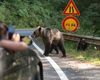 O turistă din Ucraina, atacată de urs pe Transfăgărăşan, luni seară / Tânăra în vârstă de 18 ani a fost muşcată de un picior