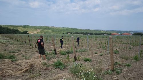 Furturi sistematice într-o vie din Iași, una dintre cele mai apreciate crame din județ / Hoții smulg spalierii din terenuri finanțate cu bani europeni / ”Investim, muncim, și ni se fură noaptea tot”