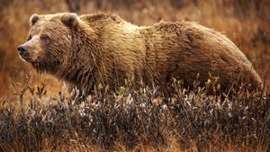 Bărbat atacat de un urs pe un drum forestier din Curtea de Argeș