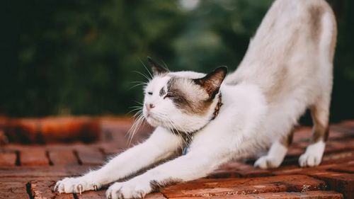 Pisica dumneavoastră toarce si cere atenția cuiva din casă, în vreme ce pe alții ii ignoră complet? De ce se întâmplă asta?