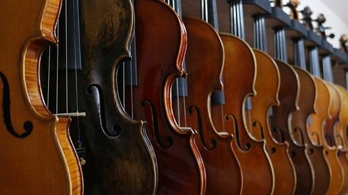 Lemn de esenţă foarte rară, folosit la confecţionarea instrumentelor muzicale, tăiat ilegal dintr-o pădure din Suceava / Lemnul, care valorează 40.000 de lei, a fost confiscat de autorităţi