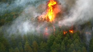 Emblematica pădure Fontainebleau este în flăcări lângă Paris / Două avioane bombardiere cu apă au fost mobilizate pentru stingerea incendiului