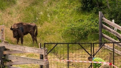 Neamţ: Un zimbru a apărut în localitatea Târpeşti; a fost emis mesaj RO-ALERT