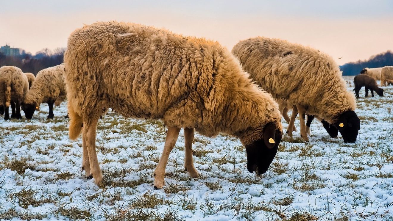 Un saivan din Cluj s-a prăbuşit peste o turmă de oi / 80 de animale au murit
