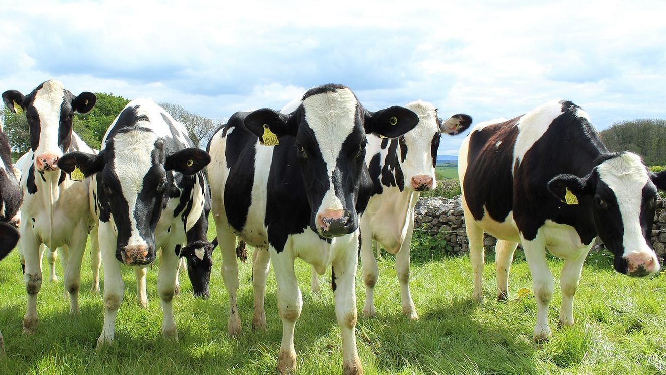 UE exclude fermele de bovine de la regulile privind emisiile poluante ale activităţilor agricole şi industriale