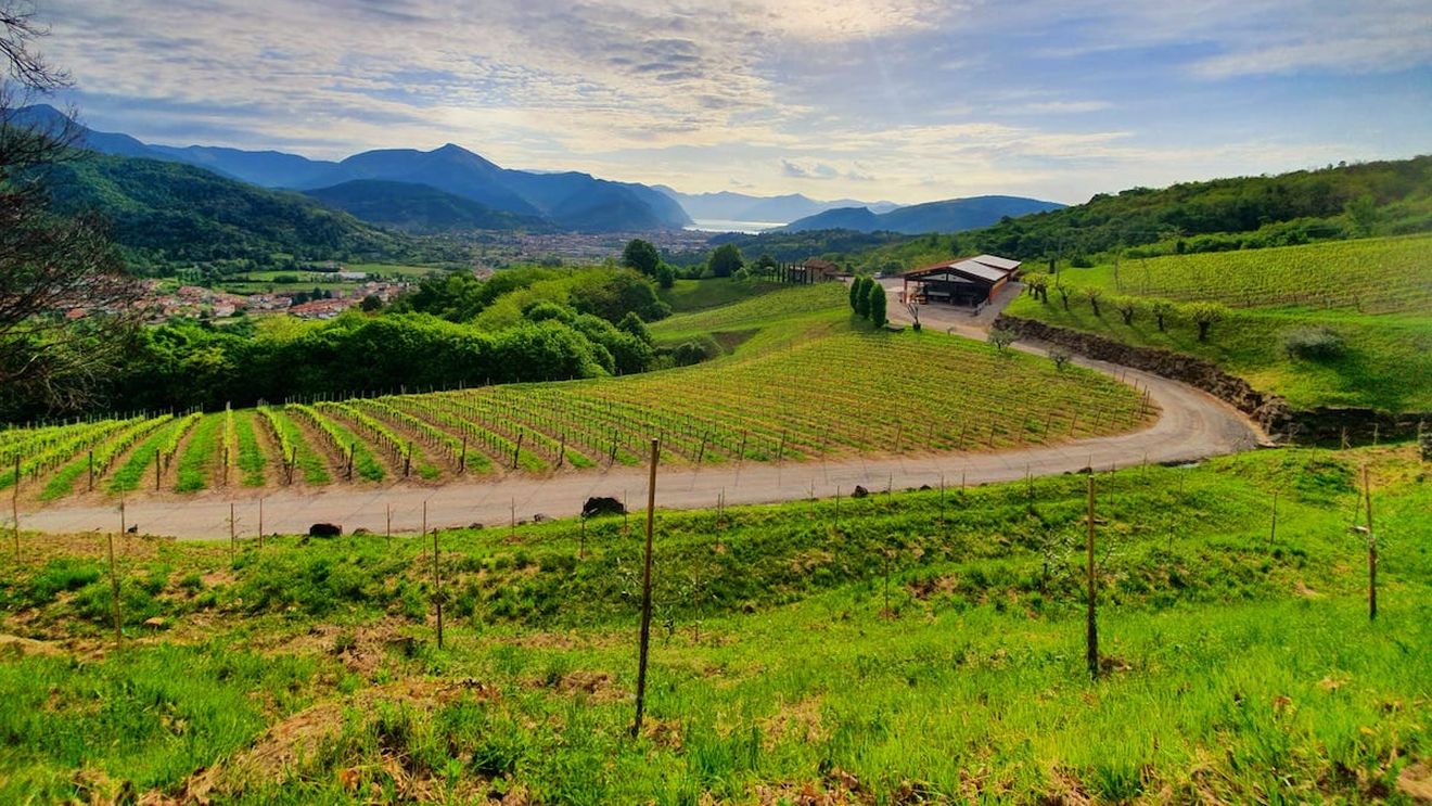 O treime din produsele agricole ”Made in Italy” sunt produse de muncitori străini / Cei mai mulți sunt români, 21% din totalul agricultorilor străini