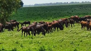 Procurorii din Brașov anchetează o reţea de persoane care ar fi ucis cai pentru a-i exporta, cu acte false/ Printre suspecţi se numără medici veterinari de liberă practică şi angajaţi ai Direcţiei Sanitar-Veterinare