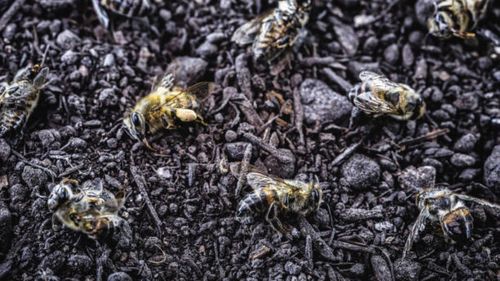 ÎCCJ nu e de acord cu interzicerea neonicotinoidelor. Hotărârea definitivă în favoarea apicultorilor a fost casată. Romapis: „Este un mod de a tergiversa aplicarea unei hotărâri judecătorești”