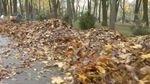 VIDEO La Iași, tone de frunze sunt adunate zilnic din cele două parcuri municipale și transformate în compost / Investiția în stația de compost a fost de 400.000 de lei