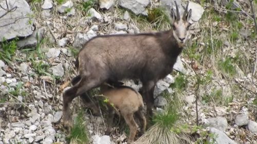 Ied de capră neagră, filmat în timp ce este alăptat de mama sa, în Parcul Natural Bucegi