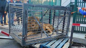 Leul Simba, mascota oraşului Zaporojie, a fost salvat şi adus în România / Leul va fi găzduit la grădina zoologică din Rădăuți, urmând apoi să fie transportat în Africa de Sud