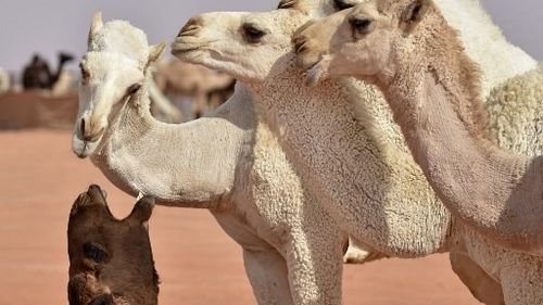 43 de cămile au fost descalificate la un important festival din Arabia Saudită, din cauza botoxului și liftingurilor faciale