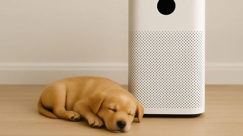 Sunt sigure purificatoarele de aer pentru animalul tău de companie? Ce spun specialiștii