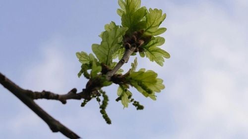 Activiștii de mediu  și localnicii din Enfield, un oraș situat la nord de Londra, protestează după tăierea unui stejar de 400 de ani / Arborele se număra printre primii 100 cei mai mari stejari dintre cei 600.000 din zona Londrei / Poliția a deschis o anchetă