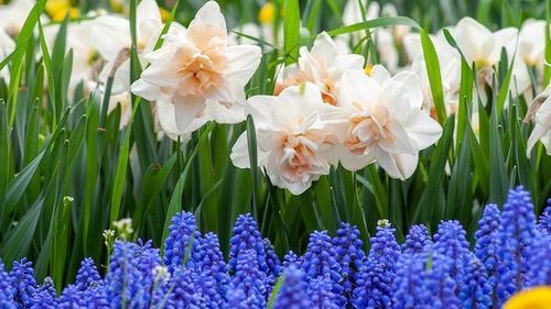 Cele mai frecvente nume care sunt sărbătorite de Florii/ Aproape 1,8 milioane de români își celebrează onomastica duminică