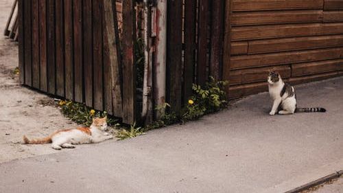 Un bărbat din București a fost reținut de poliție, acuzat că a omorât o pisică