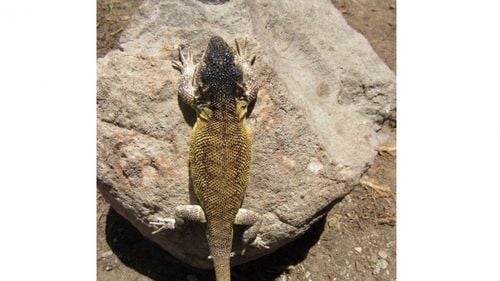 A fost descoperită o nouă specie de șopârlă / Liolaemus warjantay trăieșe într-o rezervație naturală, în Peru