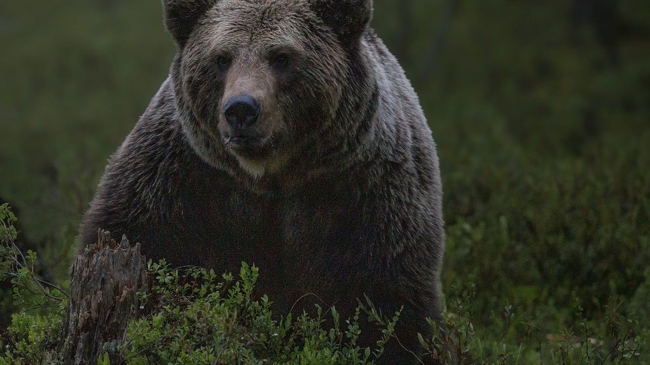 Bărbat dispărut la cules de ciuperci în Maramureș, după ce grupul din care făcea parte a întâlnit un urs / El a fost găsit acasă