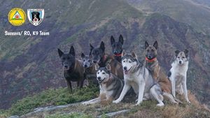 Yan, câinele-erou al Unității Canine Salvamont Suceava, iese la pensie din motive medicale. Predă ștafeta colegului său, SVen: „Am hotărât asta pentru a-i prelungi viața”