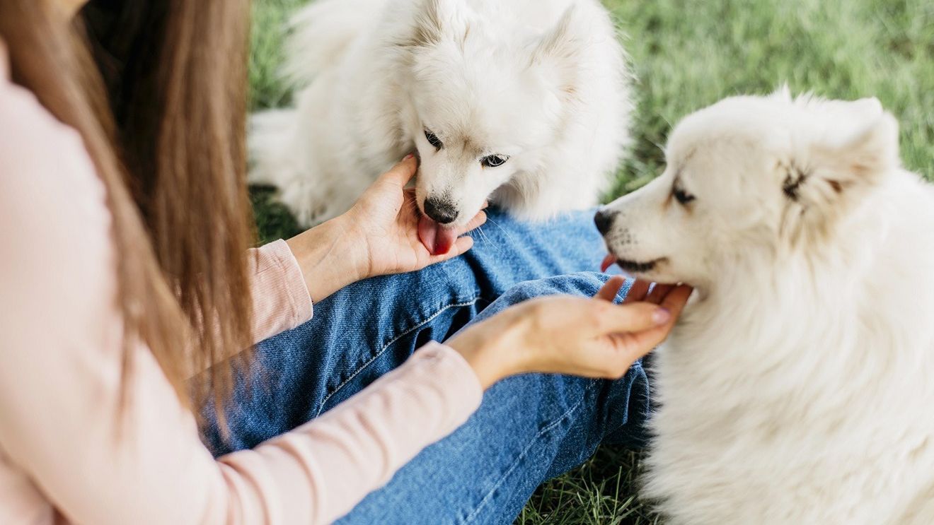Legea din România pe care foarte mulți stăpâni de animale nu o respectă. Inclusiv polițiștii o ignoră