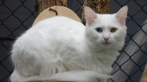 Care este cea mai agresivă rasă de pisici? Universitatea din Helsinki a creat primul chestionar științific care îți dezvăluie ce fel de pisică ai