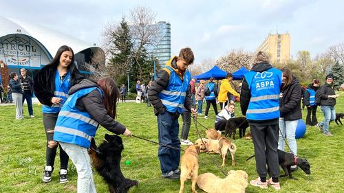 Primăria Capitalei: Un nou târg de adopţii de câini şi pisici, pe 29 aprilie, în zona exerioară a Arenei Naţionale