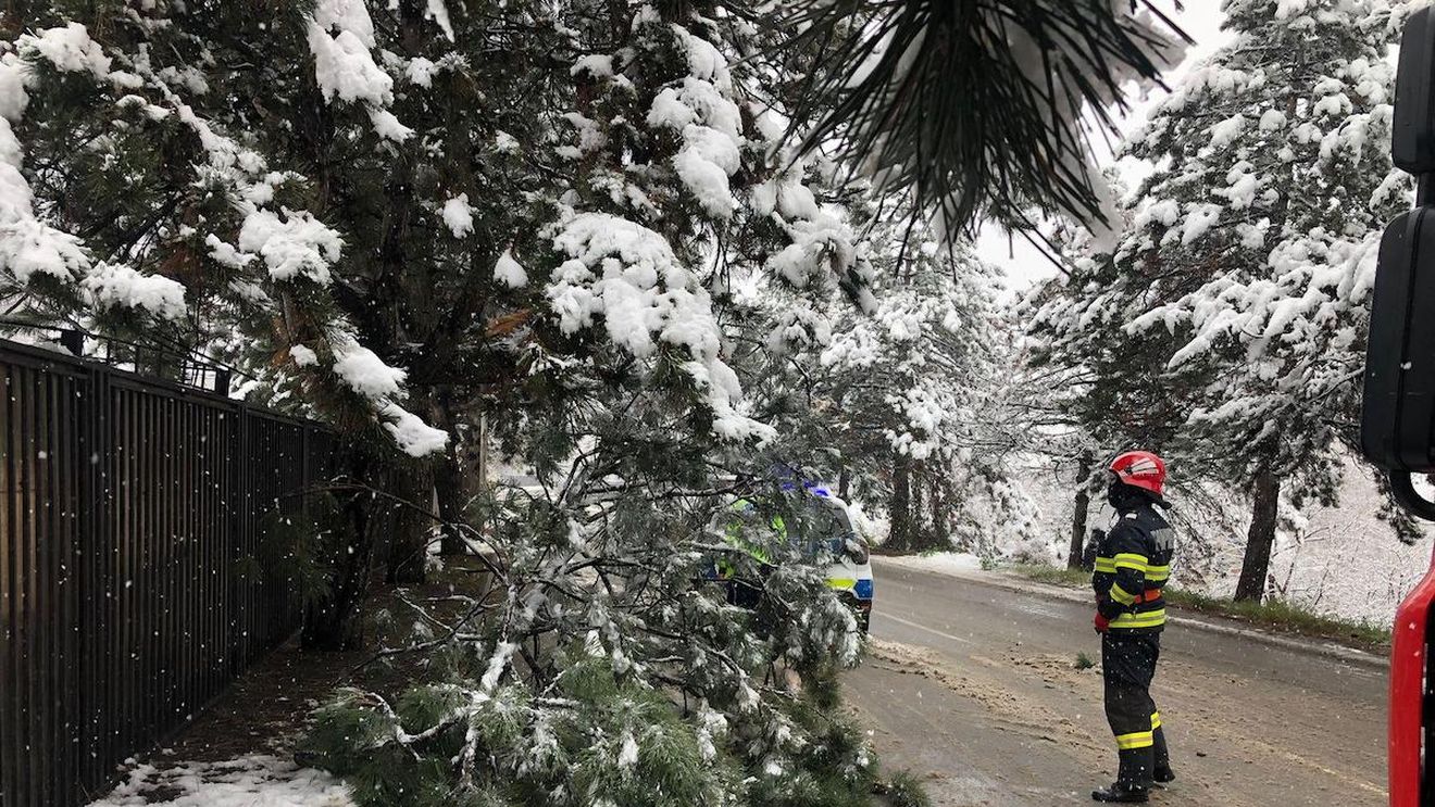 Arbori rupţi de zăpada abundentă, în Suceava / ISU recomandă cetăţenilor să fie atenţi pe unde se deplasează
