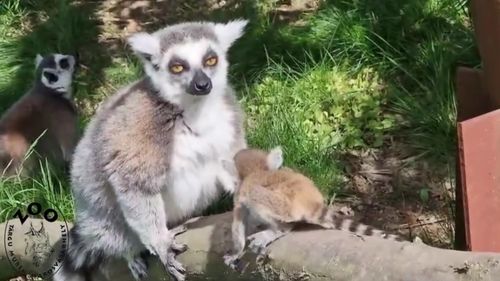 VIDEO Pauza de respirație: Lemurii din Târgu Mureș, atât de prietenoși și aproape de oameni