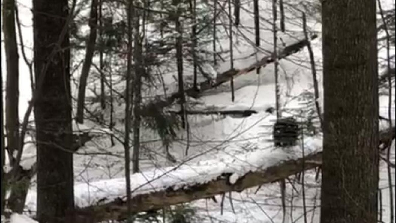 VIDEO Urs pe pârtia Clăbucet din Predeal/ Animalul a fost îndepărtat de jandarmi de la locul de îmbarcare pentru teleschi