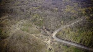 ONG-ul de mediu Agent Green cere judecătorilor să suspende tăierile de păduri din zona Iașului: ”Lipsește o analiză detaliată privind impactul asupra speciilor și habitatelor protejate”