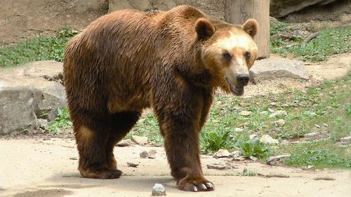 Un harghitean a fost atacat de urs în curtea propriei gospodăriei