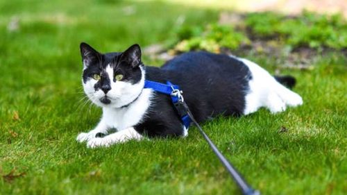 Câinii iubesc plimbările, dar pisicile? Ce trebuie să știi înainte să îți scoți pisica afară și când e mai bine să renunți