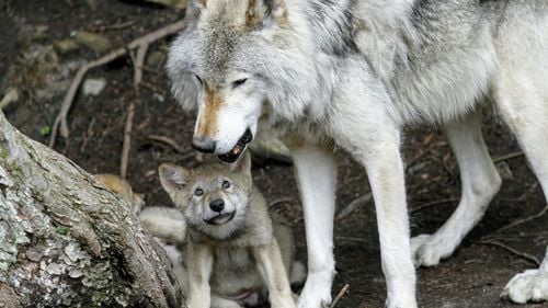 EXCLUSIV Cum justifică Ministerul Mediului poziția României în favoarea reducerii statutului de protecție a lupului în UE, vot la limită, susținut de 55% din statele membre UE