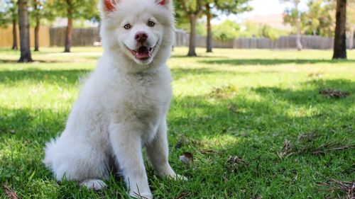 Câinii ne sunt mai mult decât prieteni. Noile studii susțin că sunt gardienii sănătății noastre și aliați în prevenirea bolilor