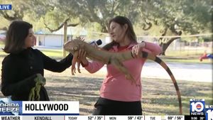 Furtună de iarnă în Statele Unite: iguanele cad din copaci în Florida, paralizate de frig