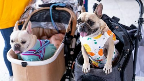 În națiunea cu cea mai scăzută rată a natalității cresc accelerat vânzările de cărucioare pentru câini / Unele companii au renunțat la modelele pentru copii