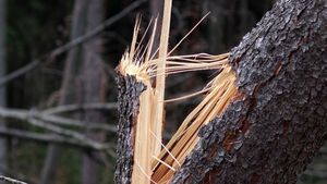 Mai mulţi copaci căzuţi pe DN 13B între Praid şi Gheorgheni din cauza vântului puternic / Se recomandă ca variantă de ocolire: Praid - Odorhei - Miercurea Ciuc - Gheorgheni