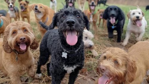 VIDEO | O rasă de câini este în pericol de dispariție: mai puțin de 1.000 de exemplare au mai rămas în lume / Sunt numiți eroii necunoscuți ai războaielor mondiale