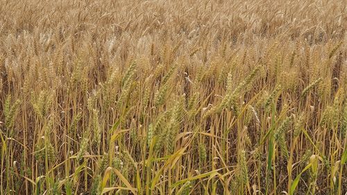 Raport: Uniunea Europeană va deveni cel mai mare producător de grâu din lume până în 2032 / China va reduce suprafaţa cultivată, în urma declinului populaţiei