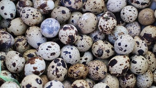 Comisia Europeană îndeamnă insistent România să aplice în mod corect normele UE privind igiena produselor alimentare. Încălcarea vizează carnea de vânat, peştele sălbatic capturat şi ouăle de prepeliţă