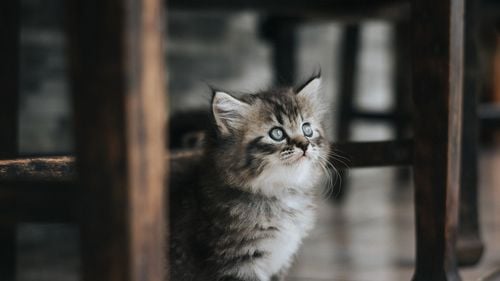 Bărbat amendat cu 3.000 de lei, după ce a abandonat trei pui de pisică / I-a aruncat pe stradă din portbagajul unei maşini, momentul fiind surpris în imagini