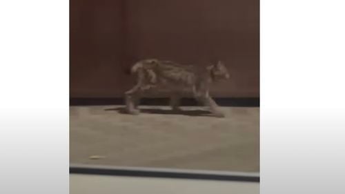 VIDEO Un râs a fost filmat în centrul Lugojului / Animalul pare rănit și este posibil să fi fost ținut în captivitate / Vânător: ”Nu am avut niciodată așa ceva pe fondurile gestionate de noi”
